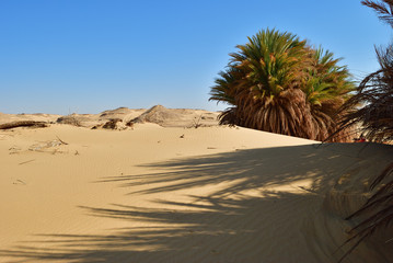 Landscape of the Western desert Sahara, Egypt