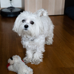 Malteser