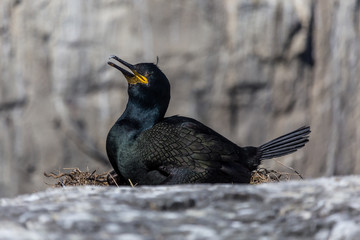 A shag on the nest