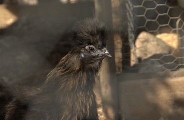 poule soie noire,portrait derrière le grillage