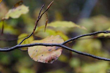 Autumnal yellow dried leaves