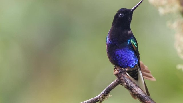 Velvet-purple Coronet (Boissonneaua jardini) hummingbird perching in humid montane rainforest on the western slopes of the Andes near Mindo, Ecuador