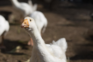 the white goose runs stretching its neck