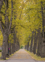 The alley in the park is lined with trees.