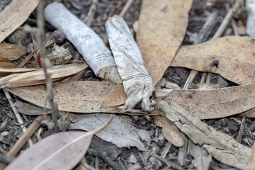 cigarette butts close up discarded in the forest