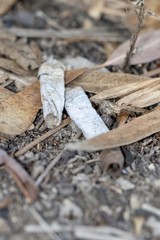 cigarette butts close up discarded in the forest