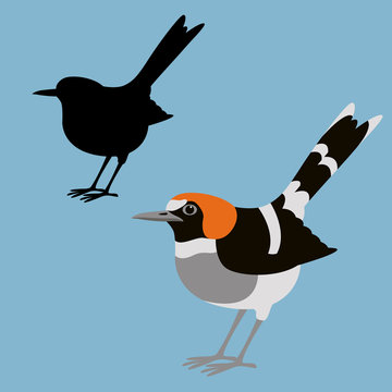 chestnut-naped forktail bird vector illustration flat style
