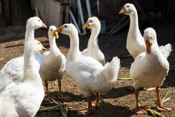 a flock of geese gathered in a circle
