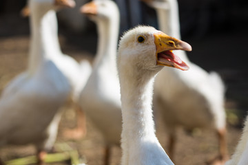 white goose with an open beak
