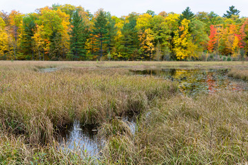 Native Lakeshore Grasses and marsh in Autumn