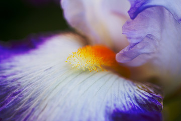 Closeup of flowering iris.