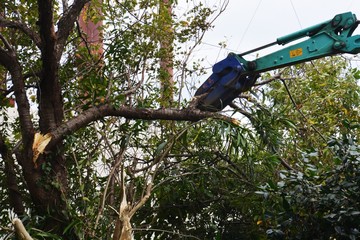 Tree cutting for housing land development
