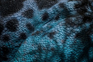 Detail of blue skin of reptile.Blue scaly leather with black maps.