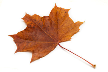 Dry maple leaf on a white background. Side view.