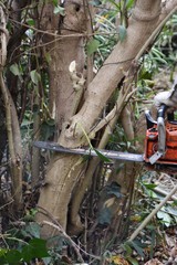 Tree cutting for housing land development