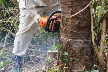 Tree cutting for housing land development