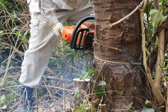 Tree cutting for housing land development