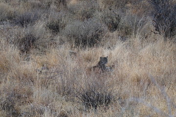 Leopard Samburu National Parl