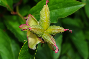 Frucht der Pfingstrose, Paeonia