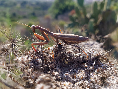 Amantide religiosa