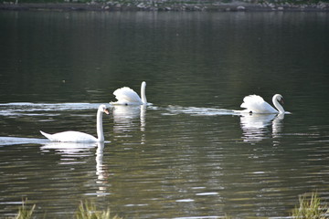 Obraz premium swans on the lake