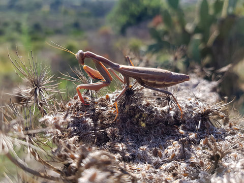 Amantide religiosa