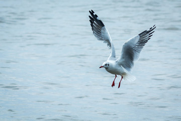 The seagull.