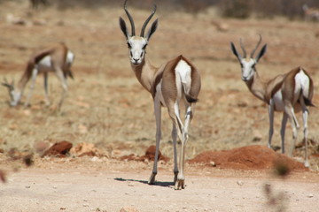 Impala dans la savane africaine