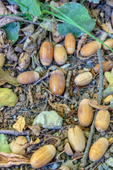 Acorns on the forest floor