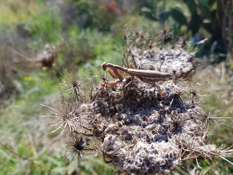 Amantide religiosa