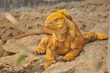 Land Iguana on the island of Santa Cruz, Galapagos, Ecuador