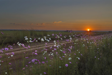 Cosmos flowers at sunset
