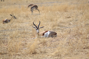 Impala dans la savane africaine
