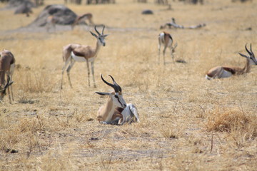 Impala dans la savane africaine