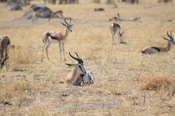 Impala dans la savane africaine