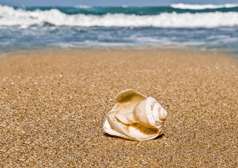 A shell broken by stones in the waves cast on the sea sand