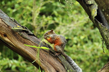 Rio, Silla, river, ardilla, chipmunk, monterrey, guadalupe, mexico,green, forest, nature, eating, animal, fauna, mamals