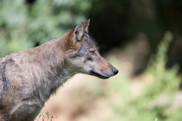 Wolf