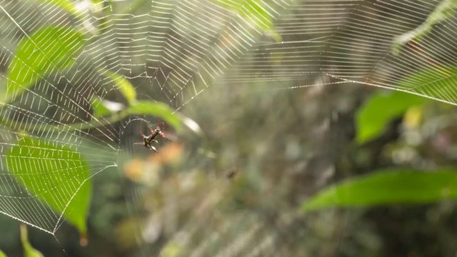 Spiny spider Micrathena sp. repairing a broken web in the morning with other web in background. In montane rainforest on the Pacific slopes of the Andes in Ecuador. Time-lapse.