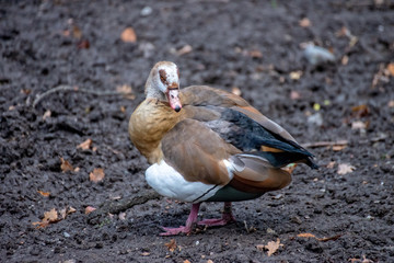 Bird on the ground