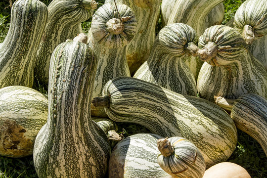 Green Striped Cushaw Squash For Sale