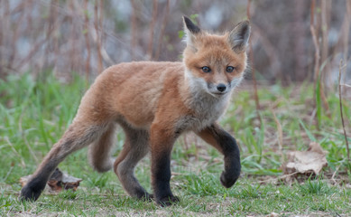 Red fox in the wild