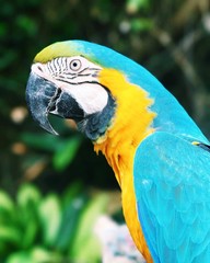 parrot