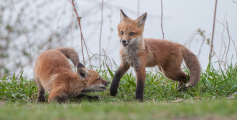 Red fox in the wild
