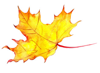 For decoration design. Botanical illustration. Autumn maple leaf with watercolor