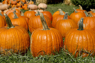 Large Orange Carving Pumpkins