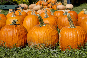 Large round orange carving pumpkins