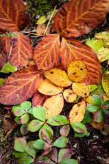 Fall leaves sizes at the ground