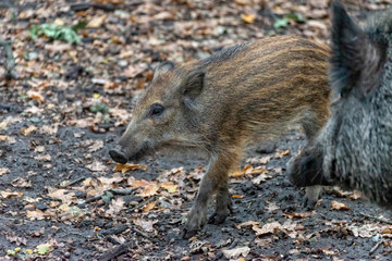 Boar boarling in the forest
