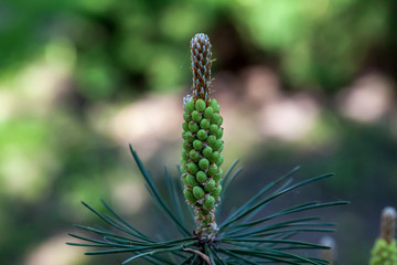 Blooming pine, macro photography